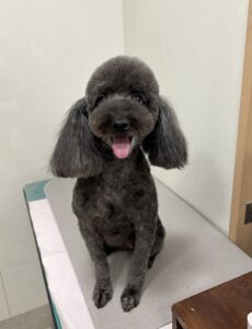 コタローくんのトリミング写真