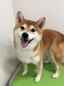 こなつちゃんのトリミング写真