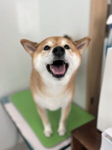 こむぎちゃんのトリミング写真