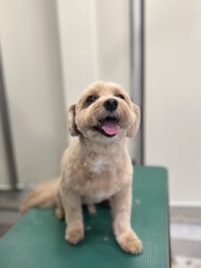 コロくんのトリミング写真