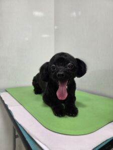 コロくんのトリミング写真