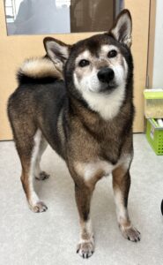 ごまくんのトリミング写真