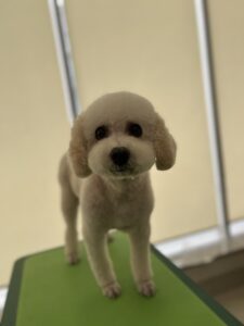 ゴンのトリミング写真