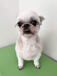 さくらちゃんのトリミング写真