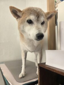 さくらちゃんのトリミング写真