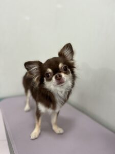 ざらめちゃんのトリミング写真