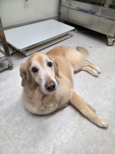 ししまるくんのトリミング写真