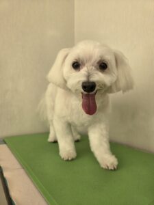 しろくんのトリミング写真