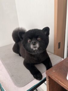 ジッポくんのトリミング写真