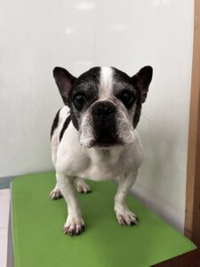 樹音(じゅのん)ちゃんのトリミング写真