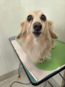 ジョンくんのトリミング写真