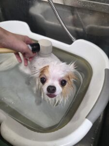 すみれちゃんのトリミング写真