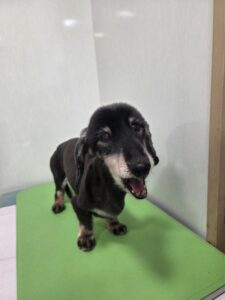 そらくんのトリミング写真