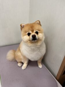 そらくんのトリミング写真
