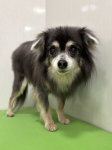 ソラくんのトリミング写真