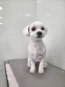 そらちゃんのトリミング写真