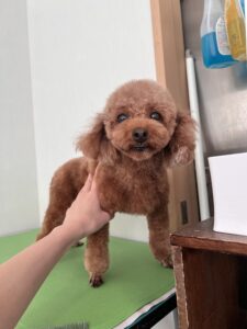 茶太郎(ちゃたろう)くんのトリミング写真