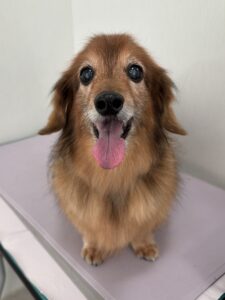 チョコくんのトリミング写真