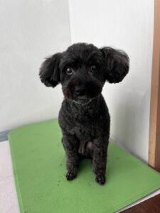 ちょこちゃんのトリミング写真