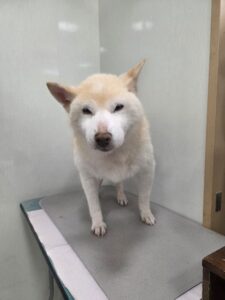 チロちゃんのトリミング写真