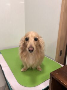 てん くんのトリミング写真