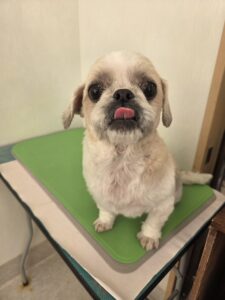 なな男(お)くんのトリミング写真