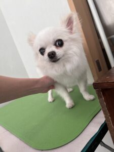 ナナちゃんのトリミング写真