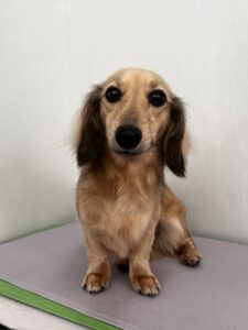 のあちゃんのトリミング写真