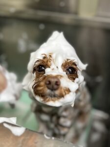 はなちゃんのトリミング写真