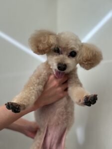 はなちゃんのトリミング写真