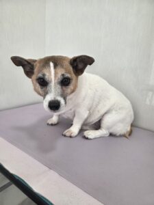 ハナちゃんのトリミング写真