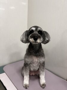 はなちゃんのトリミング写真