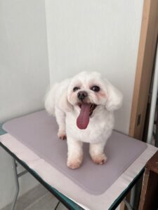 ハルくんのトリミング写真