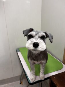 はるちゃんのトリミング写真