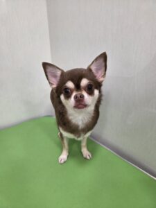 ひなちゃんのトリミング写真