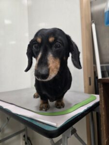 春(はる)ちゃんのトリミング写真