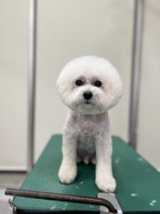 バニラくんのトリミング写真