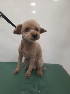 ひぃろくんのトリミング写真