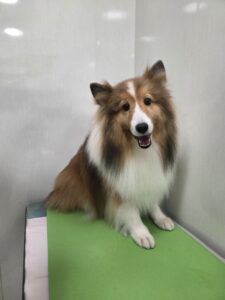 ヒカちゃんのトリミング写真