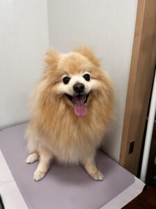 ひなたくんのトリミング写真