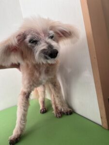 姫(ひめ)ちゃんのトリミング写真