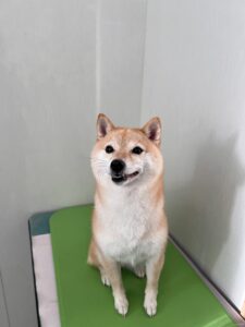 ぽん子ちゃんのトリミング写真