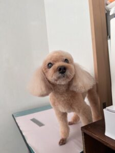 マリンちゃんのトリミング写真