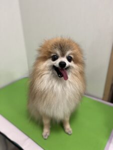 まるくんのトリミング写真