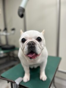 まるちゃんのトリミング写真