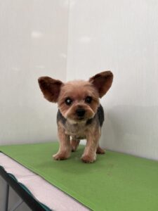 ミクちゃんのトリミング写真