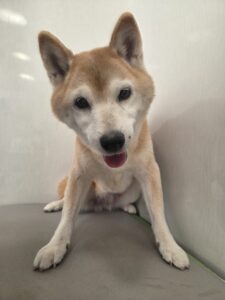 みみちゃんのトリミング写真