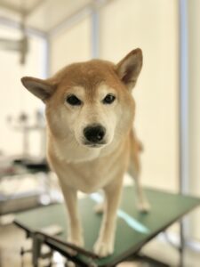 むぎちゃんのトリミング写真