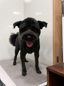 むさしくんのトリミング写真