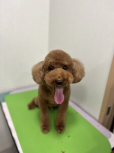 もこくんのトリミング写真